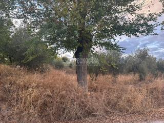 Finca rústica a Albolote. Terrenos en venta en albolote