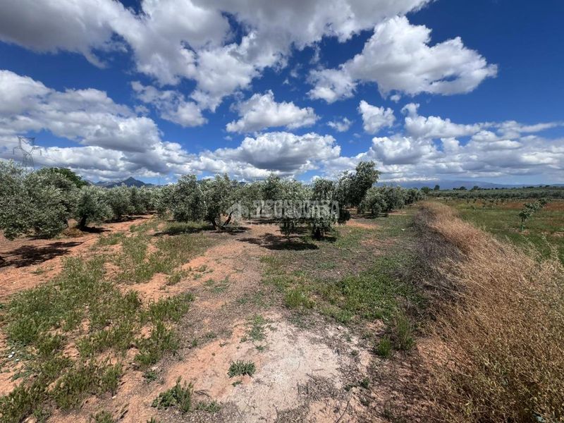 Foto 14d12715-7610-48e6-96ba-f6d8d9301594. Finca rústica a Albolote
