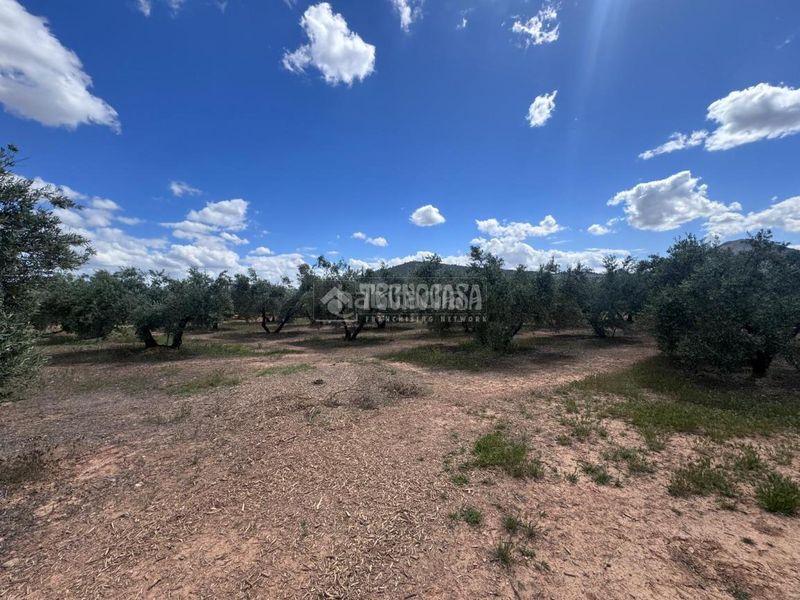 Foto 989d0d97-174f-4f7f-9589-d4668510c74d. Finca rústica a Albolote