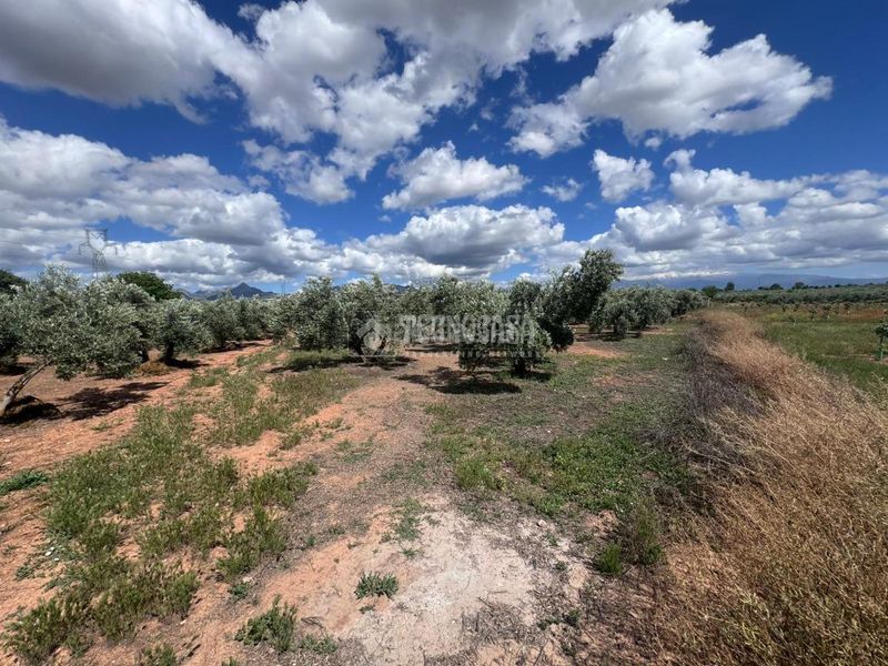 Foto 9ea5c63d-0fda-49a6-be86-19f876b8cbd3. Finca rústica a Albolote