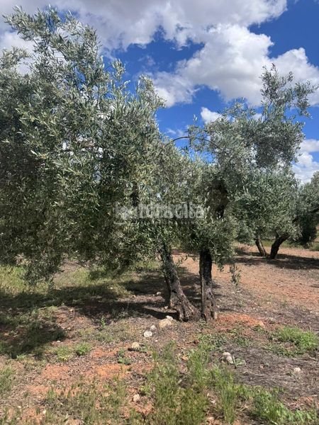 Foto a5db3e50-900f-407d-b3dc-ad696300bb5c. Finca rústica a Albolote