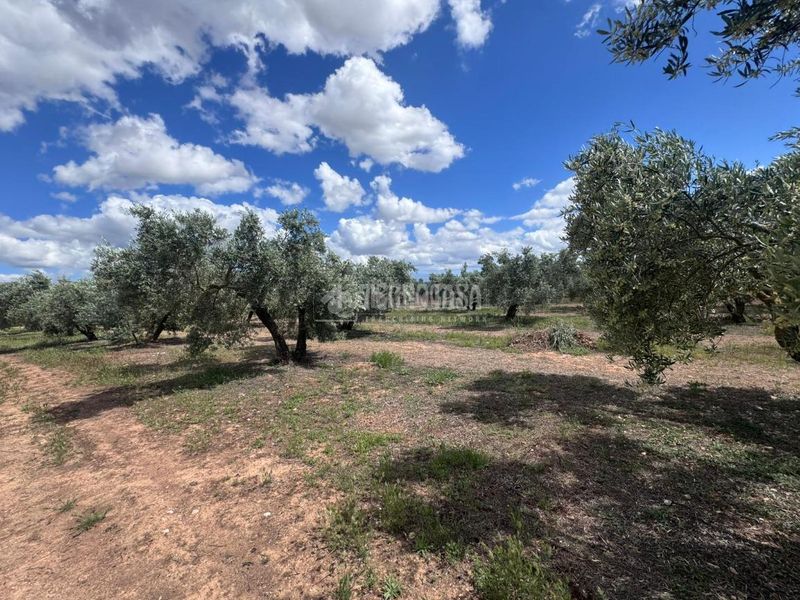 Foto d91b09fd-8356-4fe7-a31d-7ff5b9dcdcbb. Finca rústica a Albolote