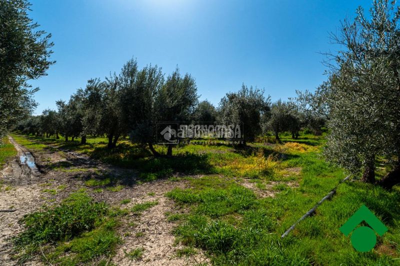 Foto b5b5ca9e-3bec-4788-96d8-47b95b72c6c5. Masia a Chauchina