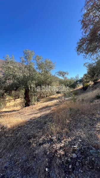 Foto 7b196ac2-5159-45af-bc0a-ae96b5af6e53. Rural plot in Güéjar Sierra