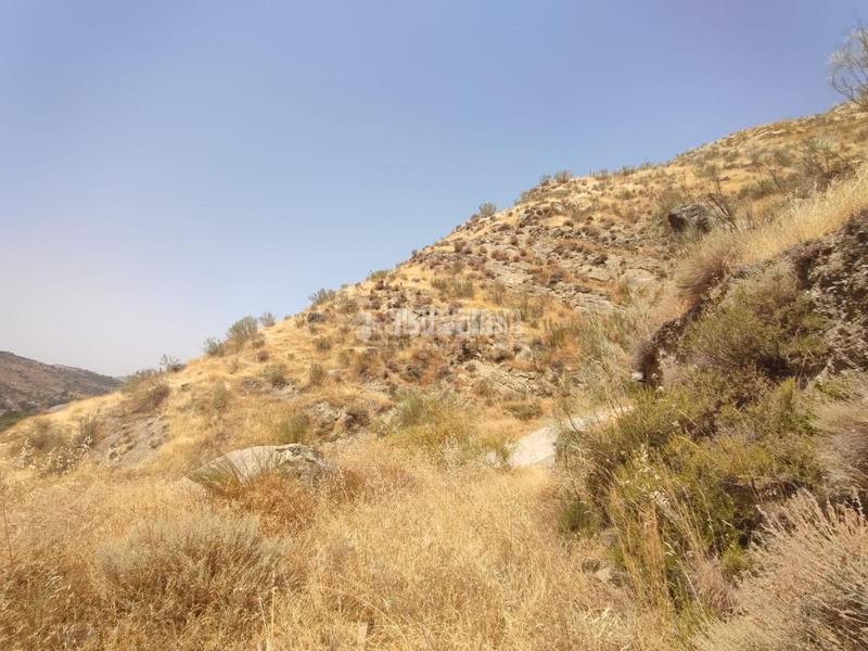 Foto 4d11d6f8-97fd-4d60-9103-008be37ea5be. Finca rústica terrenos en venta en Pinos Genil