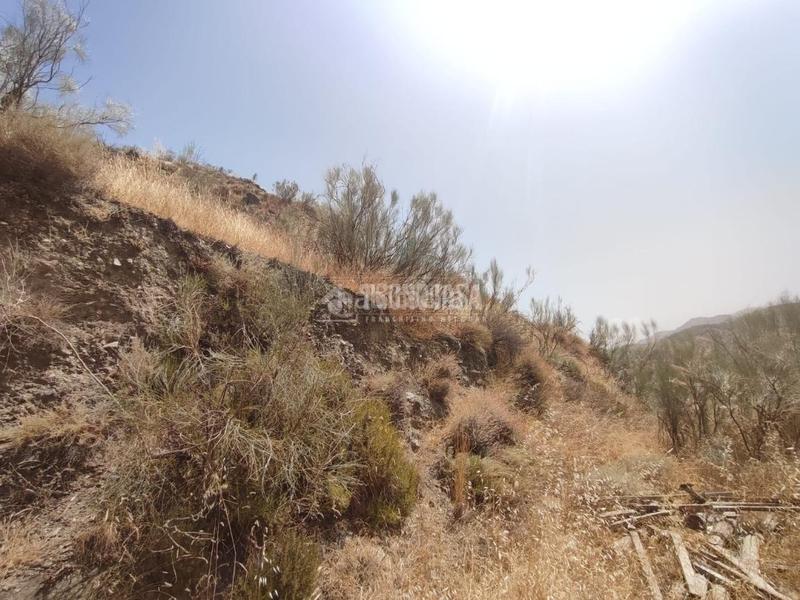 Foto 5598c62e-dca5-4b11-9b71-8300bbf7ec7d. Finca rústica terrenos en venta en Pinos Genil