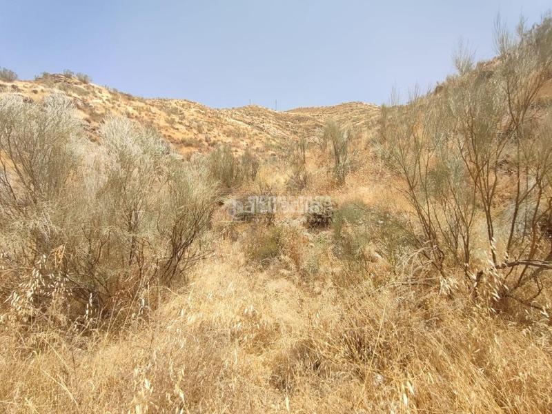 Foto 6c8856c4-fb13-48a8-9592-e43133bdc52d. Finca rústica terrenos en venta en Pinos Genil