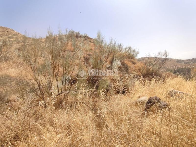 Foto 9c452fc7-fef3-4d62-9fb4-580696eb059e. Finca rústica terrenos en venta en Pinos Genil