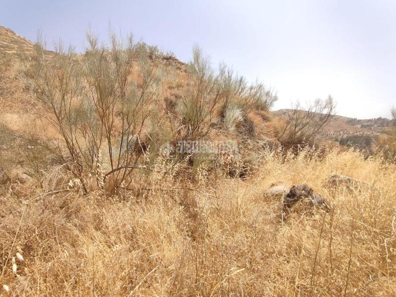 Foto d0ef6095-453b-441f-b04c-d2ae910be34e. Finca rústica terrenos en venta en Pinos Genil