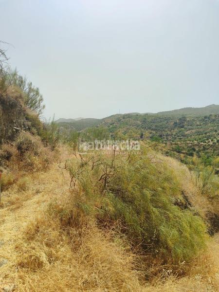 Foto eb61d039-0b40-49fd-919a-e72e2eed52f4. Finca rústica terrenos en venta en Pinos Genil