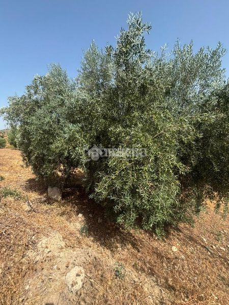 Foto 253f6a5a-ad52-4a54-ac7b-78fda77535c3. Finca rústica a Quéntar