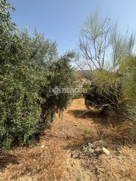 Foto c19ad18b-70af-4c1a-9b4a-e3ae6064386a. Finca rústica a Quéntar