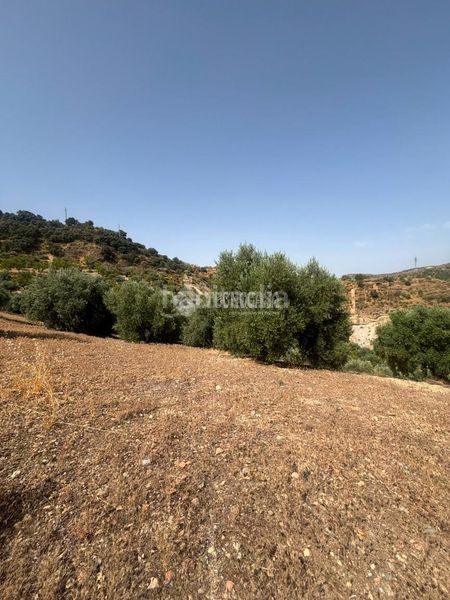 Foto c1f04ab4-0d88-4586-ae69-20e32a96a64a. Finca rústica a Quéntar