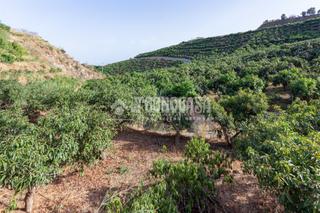Finca rústica a Norte - Barrio del Pilar - El Reñidero. Terrenos en venta en vélezmálaga