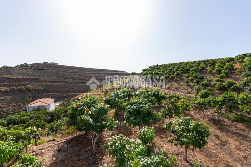 Foto 5473c993-e6c0-4171-a1a9-2ed5134a5ab7. Masía casa rural en venta en vélezmálaga en Norte - Barrio del Pilar - El Reñidero Vélez - Málaga