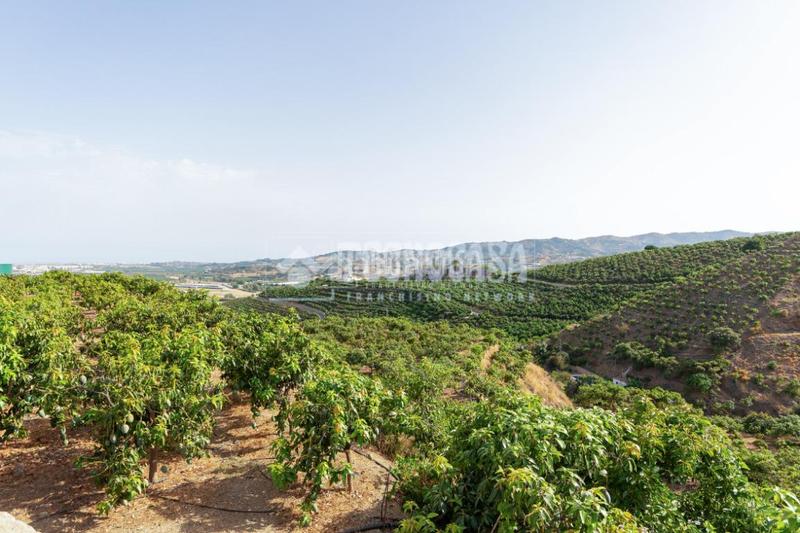 Foto d92dd7c1-ceb0-4ea8-ab73-c11e76cfd0d6. Masía casa rural en venta en vélezmálaga en Norte - Barrio del Pilar - El Reñidero Vélez - Málaga