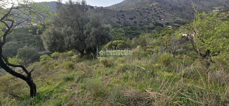 Foto 8f8fb3e6-ef36-493c-82ab-f5c8aa0e2d29. Finca rústica a Canillas de Aceituno