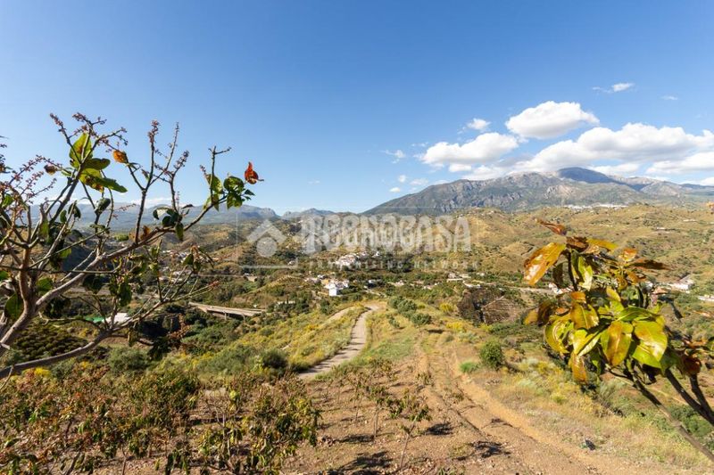 Foto 559b75ef-bcdd-441a-9180-ad1bcea88ce0. Finca rústica a Norte - Barrio del Pilar - El Reñidero Vélez - Málaga