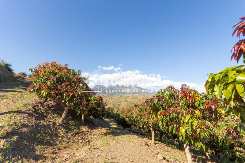 Foto fb805248-4d0f-4ce9-9231-2539310ddaa4. Finca rústica a Norte - Barrio del Pilar - El Reñidero Vélez - Málaga