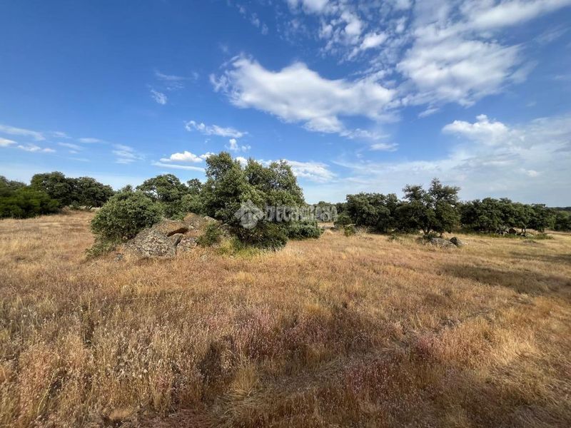 Foto d40f2731-63b7-4d52-beda-d5ca4c0d675f. Finca rústica a Santa Ana de Pusa