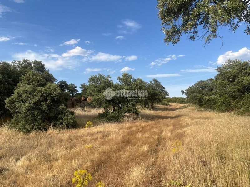 Foto f6bc3a8d-3fd0-4201-a548-3861c29ece0c. Finca rústica a Santa Ana de Pusa