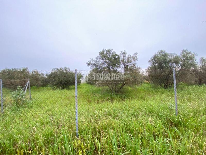 Foto 8a890213-b30c-4beb-8ef9-71d342758734. Finca rústica terrenos en venta en El Arenal - La Pólvora Dos Hermanas