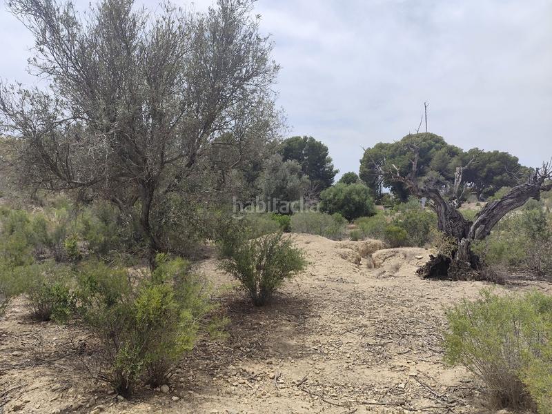 Foto ee5fdeb7-251b-452d-9ff0-db1539b78755. Wohngrundstück in Platja de Torres Vila Joiosa (la)