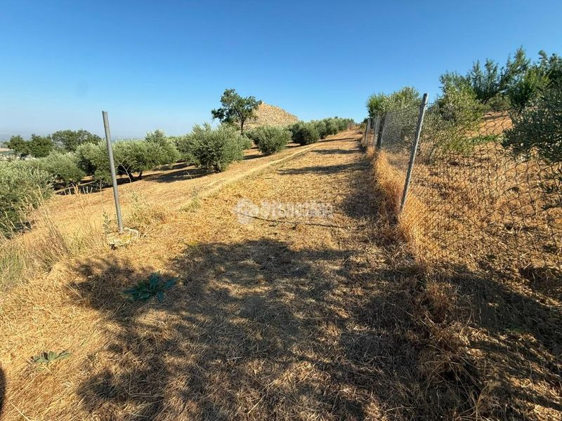 Foto 48d9542f-4c1c-4718-8300-b57d18876c06. Finca rústica a Martos