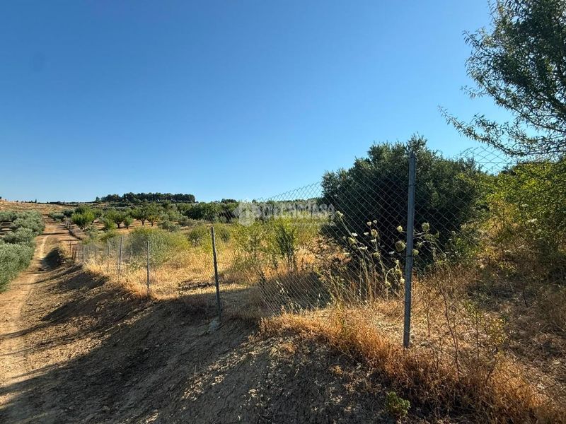 Foto 6142c674-c0b6-4b68-a1de-fa4d2b5a4b25. Finca rústica a Martos