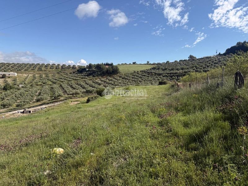 Foto c92c2962-45ae-4a58-8ec2-9d8c6e18e4f3. Finca rústica a Martos