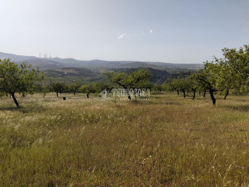 Foto 4f1093f9-5cc9-4868-9a83-ef8e1983934d. Finca rústica terrenos en venta en Dúrcal