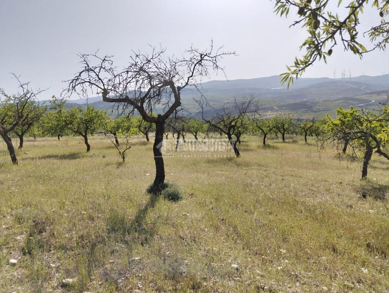 Foto 5caedfb6-c8ae-4d55-9507-9ab2efdb31eb. Finca rústica terrenos en venta en Dúrcal