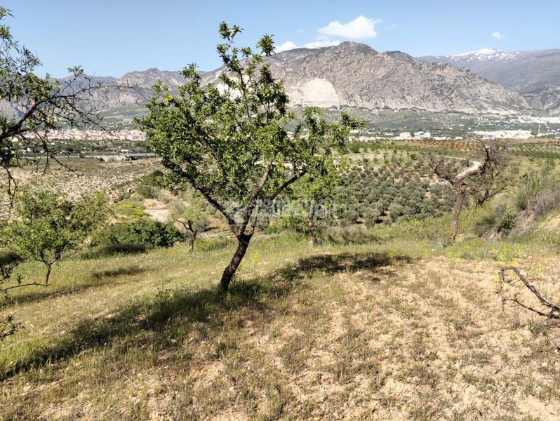 Foto 6115b9e2-6c6a-4b27-845a-df6bcb1147b4. Finca rústica terrenos en venta en Dúrcal