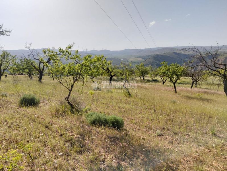 Foto 613bdfe5-e1ac-4126-a76e-c78db3847f3e. Finca rústica terrenos en venta en Dúrcal