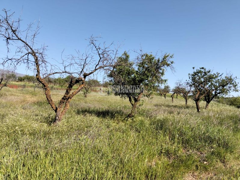Foto 73d8b00e-f5ec-4145-99aa-ce0d3bac5dba. Finca rústica terrenos en venta en Dúrcal