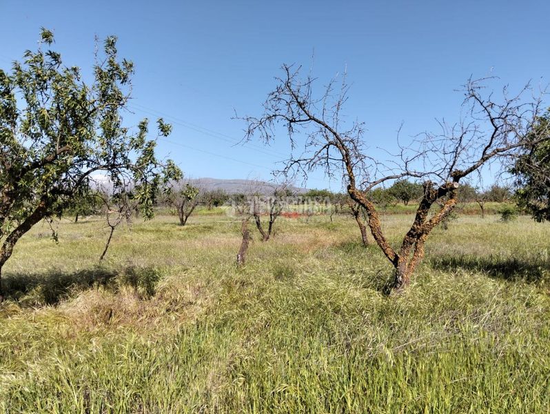 Foto 76b926d3-1b7d-4bd4-8635-d187e70956ef. Finca rústica terrenos en venta en Dúrcal