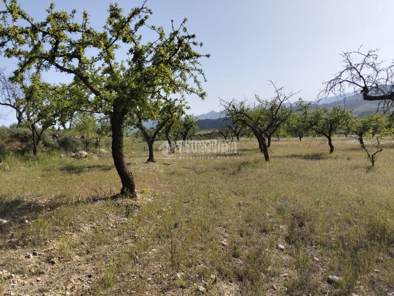 Foto b1e8661b-2991-4830-8192-f9f2fc3b7c6e. Finca rústica terrenos en venta en Dúrcal