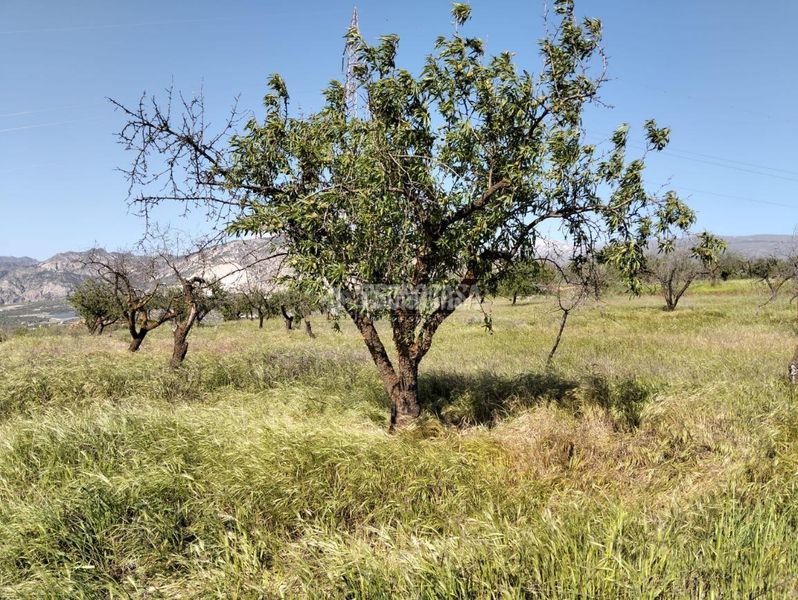 Foto d086b3dc-9f64-4e75-8f90-9f0e1408604a. Finca rústica terrenos en venta en Dúrcal