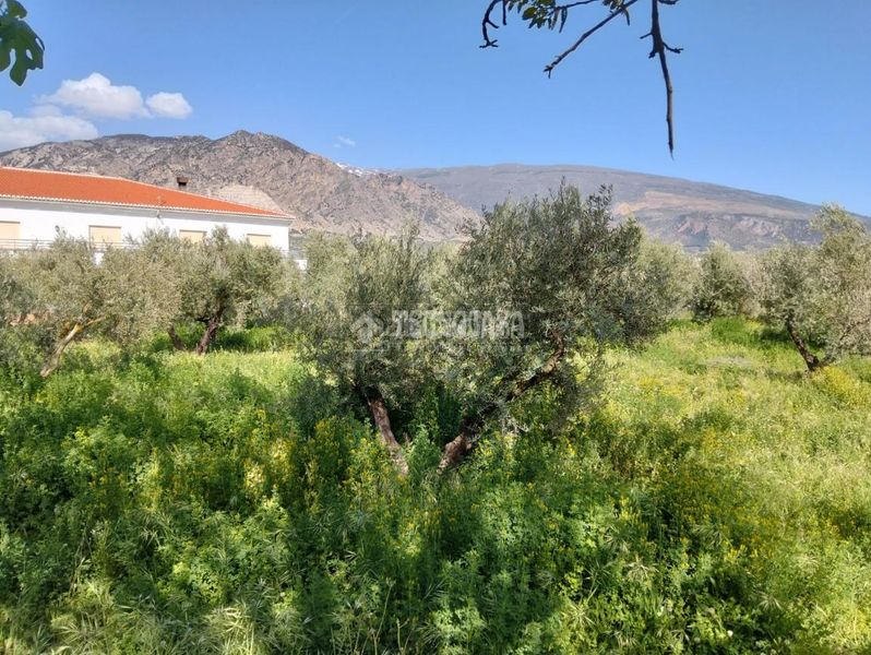 Foto 2b3bd97e-d14a-49bf-bc0f-b82b8c1dcd4f. Finca rústica a Dúrcal