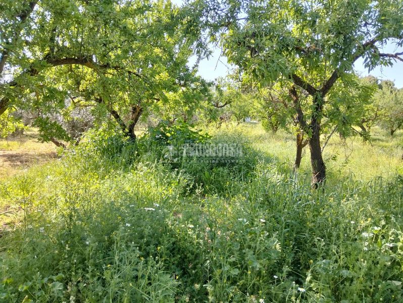 Foto 6e269d8d-0e6c-4bf9-8686-66661a4b1ef9. Finca rústica a Dúrcal