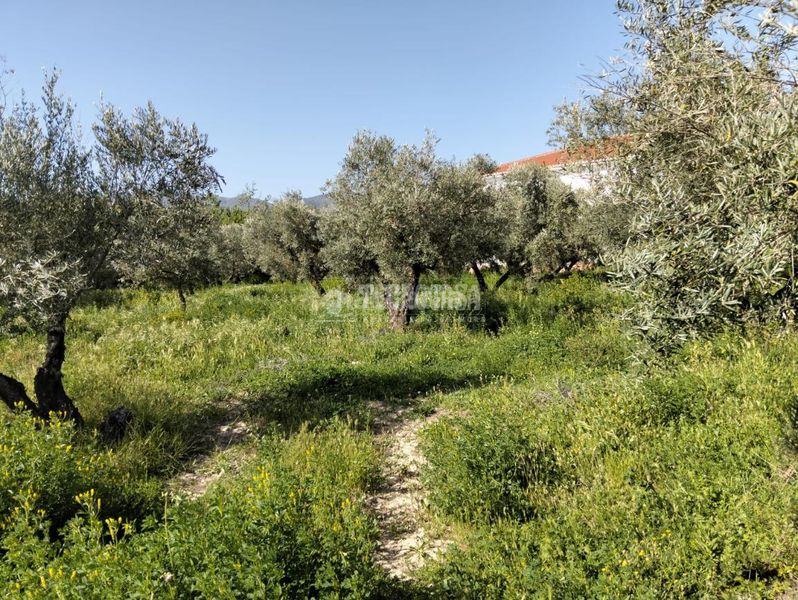 Foto 6e5b317d-7b29-4f80-9c98-e08849c18815. Finca rústica a Dúrcal