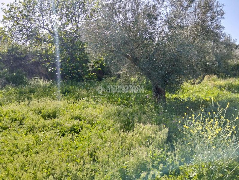 Foto 7c3dc2da-0d50-4085-8901-879edf56b2ab. Finca rústica a Dúrcal