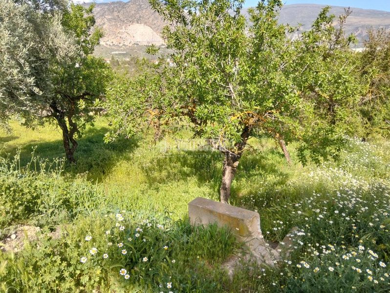 Foto 81a95059-ae90-4079-ba69-accb9e68ff68. Finca rústica a Dúrcal