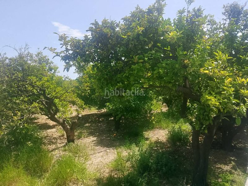 Foto 4f3c2901-f892-438c-9530-09bde1694ab6. Finca rústica a Miramar