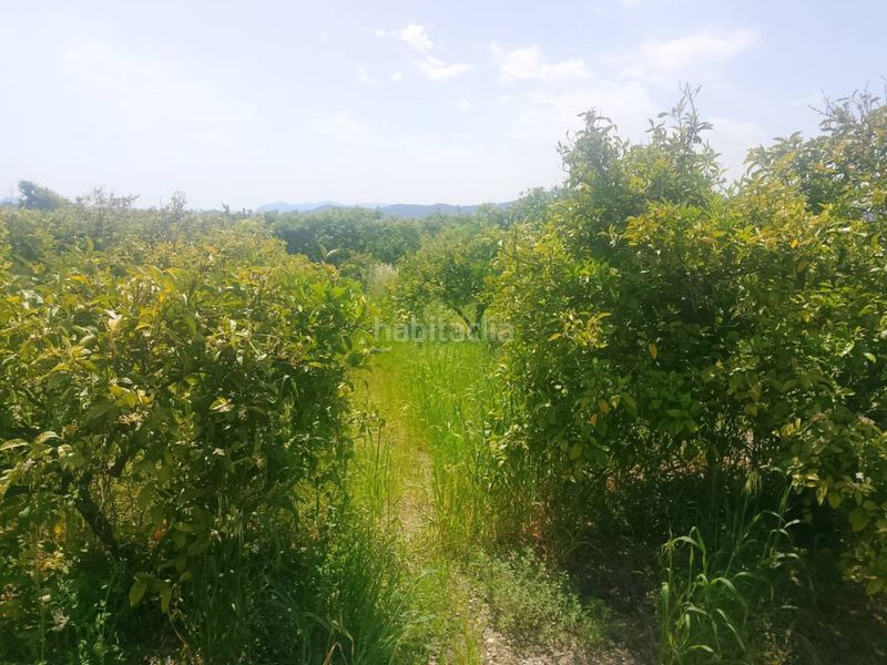 Foto 80d3af64-5bfa-438f-a9c9-43ea25a1532f. Finca rústica a Miramar