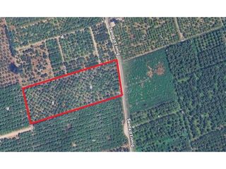 Landgut  Sector enmig. Terreno de naranjos de más de 7,6 hanegadas en la plana, oliva