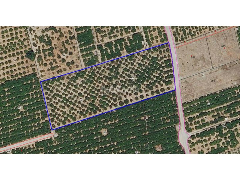 Foto d6f73a40-e6d1-4616-878b-4214d4714746. Finca rústica a Oliva pueblo Oliva