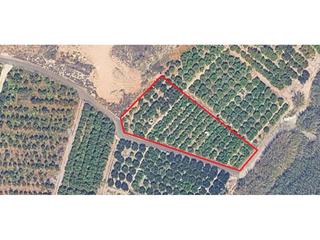Finca rústica  Tarrocha. Terreno de 1.892 m 2,3 hanegadas con cítricos en producción y gr