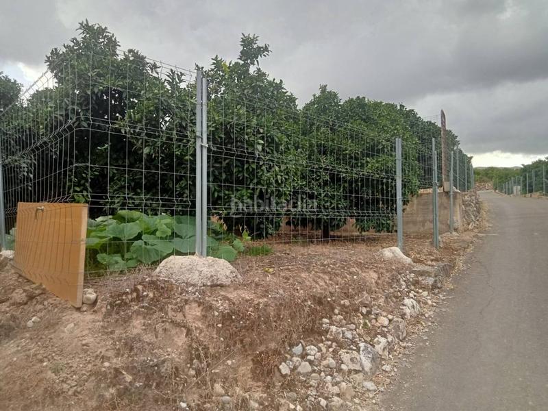 Foto 19c4c51d-21ab-4f63-8f63-cbdbadb7d554. Finca rústica terreno amplio con plantación activa junto al polígono sur de xeraco en Xeresa