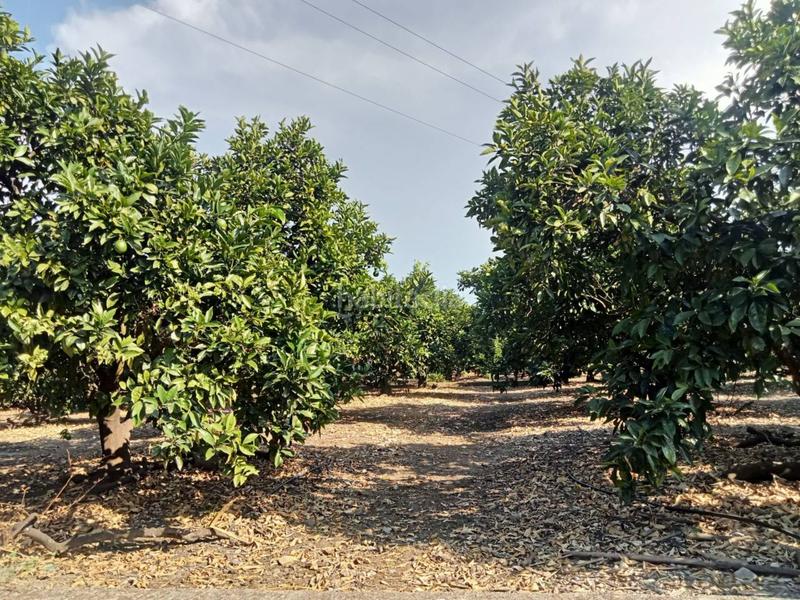Foto 62114991-9f82-4d5c-bf62-ade6506e697d. Finca rústica terreno amplio con plantación activa junto al polígono sur de xeraco en Xeresa